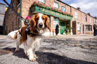 A Welsh Springer Spaniel on the iconic cobbles at the Walkies in Weatherfield event at the Coronation Street Experience